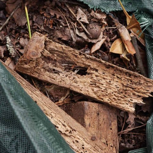 Autumn gardening in the garden