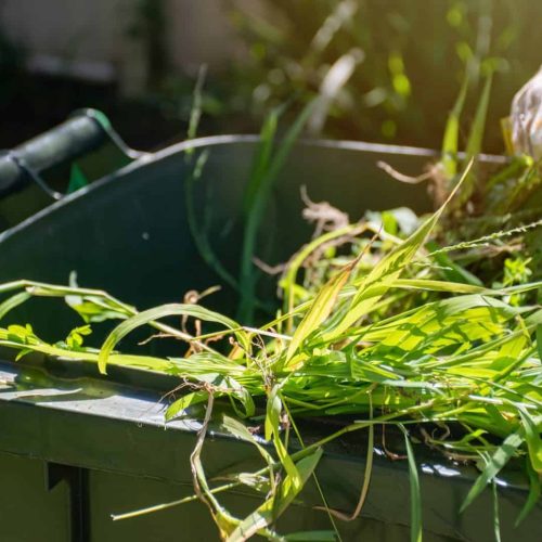Green bin container filled with garden waste. Spring clean up in the garden.